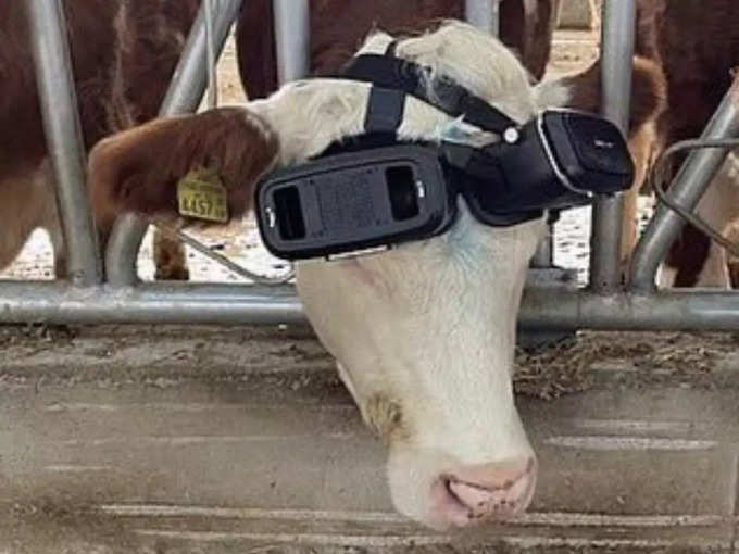 गाय के लिए बनाए खास VR ग्लासेस