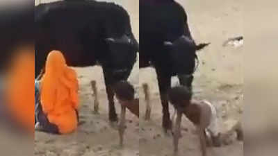 Desi Jugaad: बच्चे को चाटने लगी गाय और मां ने झट से निकाल लिया दूध