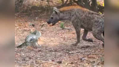 viral video: జింక కోసం హైనా, కొండచిలువ పోరాటం.. చివరికి...