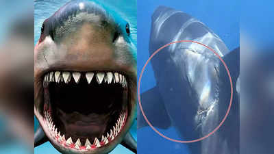 क्या लौट आया है समुद्र का राक्षस मेगालोडन ? खतरनाक शार्कों को बना रहा अपना शिकार!