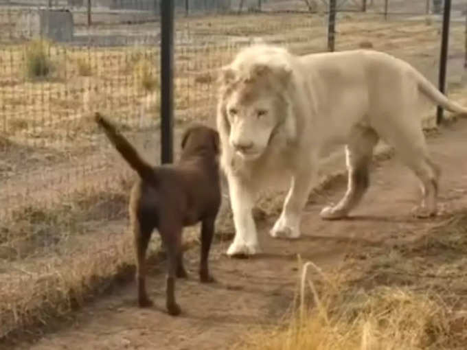 शेर और डॉग दोनों हैं दोस्त!