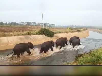 ಹುಣಸೂರು: ನಾಡಿಗೆ ಬಂದ ಕಾಡಾನೆಗಳ ಹಿಂಡು, ಕಾಲುವೆಯಲ್ಲಿ ಗಜಪಡೆಗಳ ಜಲಕ್ರೀಡೆ