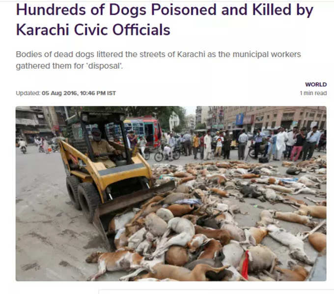 Russia killing stray dogs 1