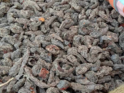 Black Turmeric: कोचा हळदीची होतेय मोठ्या प्रमाणावर मागणी, कुठे मिळते ही हळद; जाणून घ्या महत्त्व