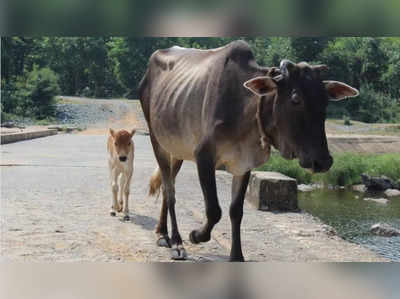 Bharatpur News:यहां नगर निगम की नंदी गौशाला बनी नर्कशाला,रोजाना हो रही गौवंश की मौत