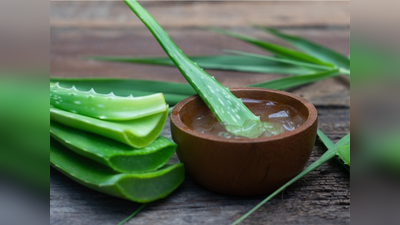 Aloe Vera Uses: सर्दियों में स्किन से जुड़ी कई समस्याओं का इलाज है एलोवेरा, खूबसूरत त्वचा के लिए इस तरह करें इस्तेमाल