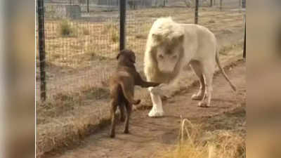 Video: ही दोस्ती तुटायची नाय! घाबरलेल्या कुत्र्याला सिंहानं दिलं मैत्रीच वचन