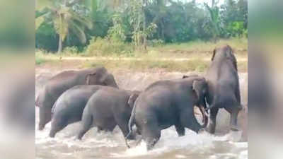 नहर में फंस गया था हाथियों का झुंड, कुछ लोगों ने उनको परेशान करने में कोई कसर नहीं छोड़ी