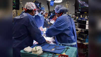 Organ Transplant: ब्राव्हो! मानवी शरीराला जोडलं डुक्कराचं हृदय, शास्त्रज्ञांना मोठं यश