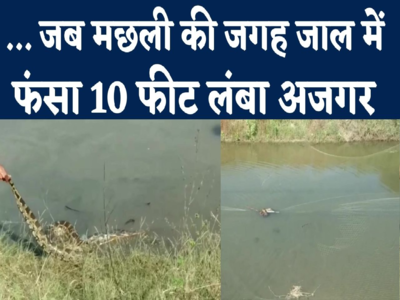 MP Python Trap In Fish Net : मछली की जगह जाल में फंसा 10 फीट लंबा अजगर, दो घंटे में हुए रेस्क्यू, देखें