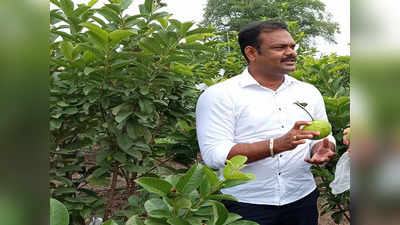 Inspirational News: लॉकडाउन में अमरूद बेचकर कमाए 25 लाख, महाराष्ट्र के किसान ने किया कमाल