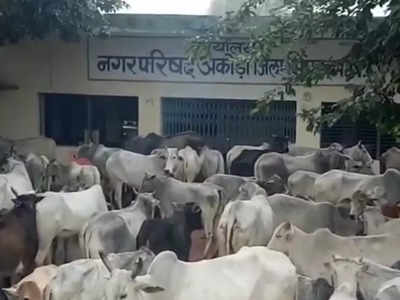 Bhind News : यूपी की तरह एमपी में भी आवारा पशुओं से किसान परेशान, गुस्से में 800 गायों को म्युनिसिपल ऑफिस में घुसाया