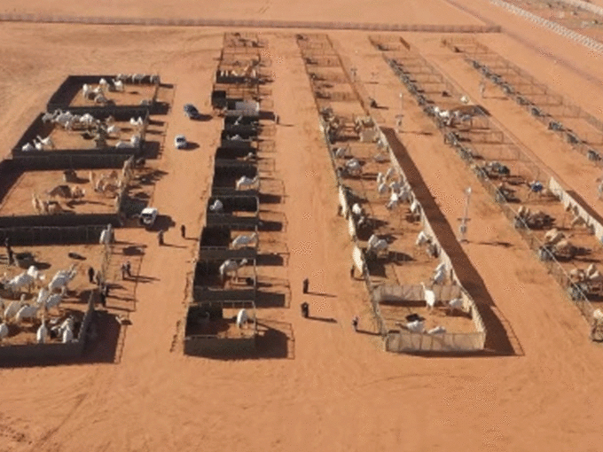 Camels At Saudi Hotel