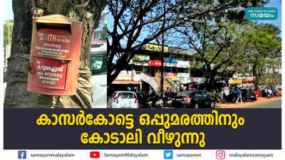 കാസര്‍കോട്ടെ ഒപ്പുമരത്തിനും കോടാലി വീഴുന്നു