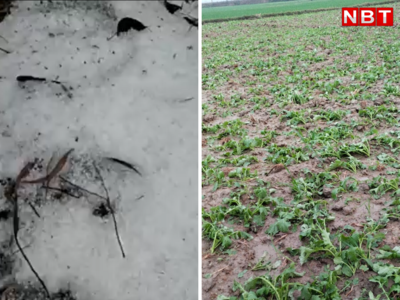 Bihar Weather News : बिहार में तेज बारिश के साथ इन तीन जिलों में पड़े ओले, फसलों को नुकसान