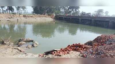 Hardoi News: नहर में दर्जनों गोवंश मिलने से हड़कंप, ग्रामीणों में आक्रोश
