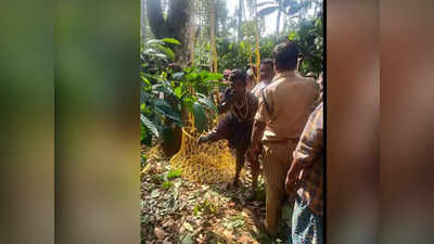 മണിക്കൂറുകൾക്കിടെ മരത്തിൽ കുടുങ്ങി 2 പേർ;  രക്ഷകരായത് ഫയർ ഫോഴ്‌സും നാട്ടുകാരും