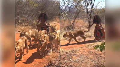 6 शेरनियों के पीछे-पीछे चल रही थी महिला, फिर पकड़ ली एक की पूंछ