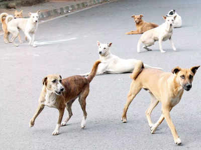 Jammu-Kashmir news: जम्मू-कश्मीर के गांदरबल में आवारा कुत्तों का कहर, 18 भेड़ों को मार डाला, कई लोग घायल