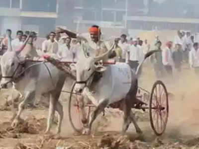 नियम पायदळी तुडवून बैलगाडा शर्यती; अंबरनाथमध्ये ५० ते ६० जणांविरोधात गुन्हा