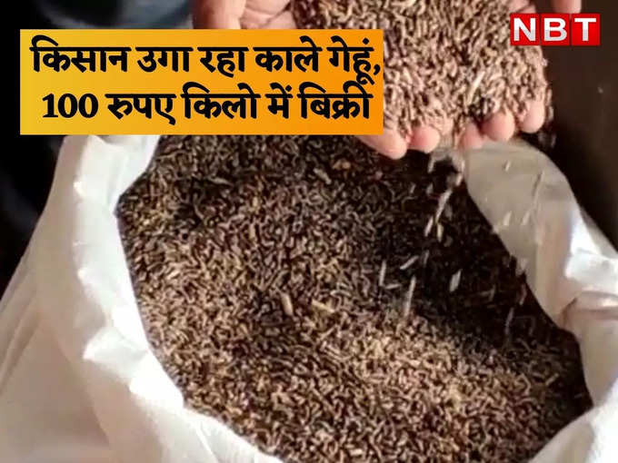 ​अजमेर का किसान उगा रहा काले गेहूं, 100 रुपए किलो में बिक्री