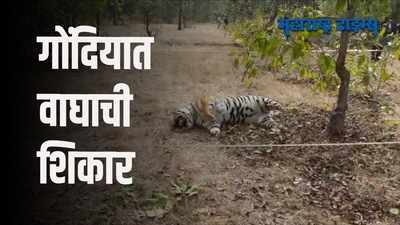 Gondia|गोंदियात वाघाचा मृतदेह आढळला,नखं आणि दात गायब,शिकार झाल्याचा प्राथमिक अंदाज