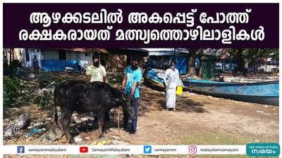 ആഴക്കടലിൽ അകപ്പെട്ട് പോത്ത്; രക്ഷകരായത് മത്സ്യത്തൊഴിലാളികൾ