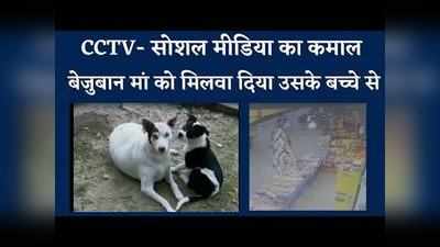 फीमेल डॉग को उसके बिछुड़े बच्चे से मिलवाने में CCTV रहा  मददगार,Video देख आप इमोशनल हो जाएंगे