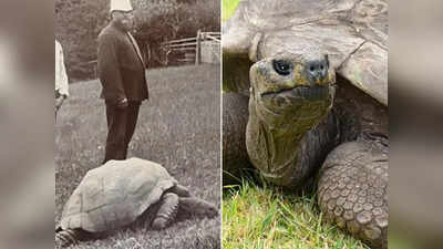 190 साल का जोनाथन बना दुनिया का सबसे बूढ़ा जानवर, 1832 में हुआ था जन्म