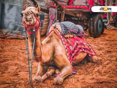 সারা বছরজুড়ে চলা আমাদের দেশের এই অদ্ভুত মেলাগুলিতে গেছেন কোনওদিন?