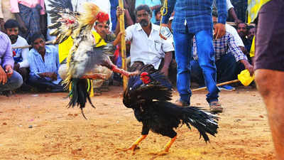 சேவல்கட்டை நடத்த அரசு ஏன் தயங்குகிறது? ஆர்வலர்கள் அதிருப்தி!