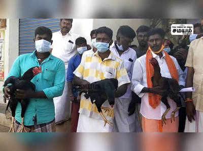 போட்டிக்கு தடை; சோகத்தில் சேவல் சண்டை பிரியர்கள்!