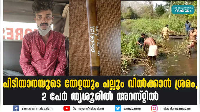 പിടിയാനയുടെ തേറ്റയും പല്ലും വിൽക്കാൻ ശ്രമം, 2 പേർ തൃശൂരിൽ അറസ്റ്റിൽ