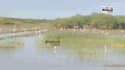 கழுவெளி சதுப்புநில பறவைகள் சரணாலயத்தில் மாதிரி பறவைகள் கணக்கெடுப்பு பணி தீவிரம்!