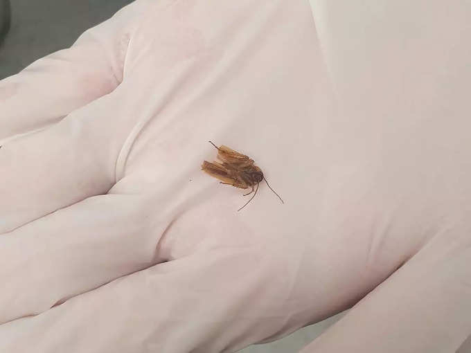 cockroach found man&#39;s Ear