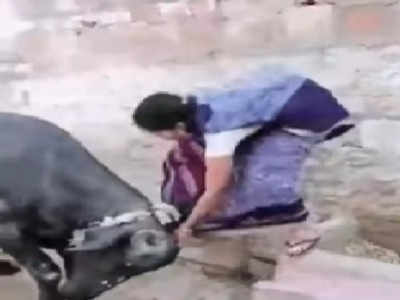 Viral Video: ಎಮ್ಮೆಯ ಮೇಲೆ ಕುಳಿತುಕೊಳ್ಳಲು ಹೋದ ಮಹಿಳೆ!: ಮುಂದೇನಾಯ್ತು ಗೊತ್ತಾ?