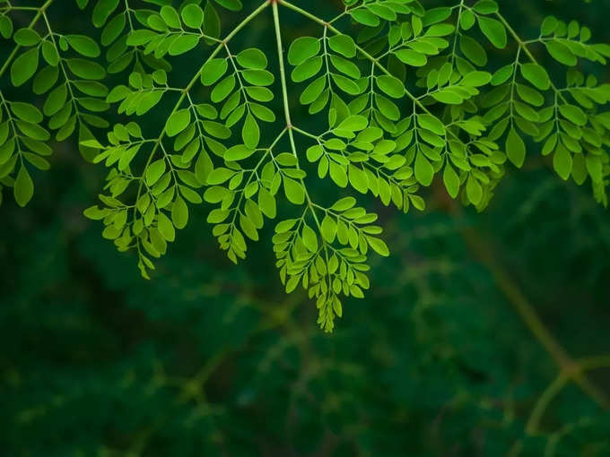 1   Moringa leaf background stock photo