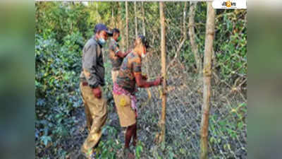 কাটা নাইলনের ফেন্সিং দিয়ে অবাধে ঢুকছে বাঘ