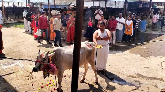 ஆதரவற்ற மாடுகளுக்கு பூஜை; இது வேற லெவல் பொங்கல்!