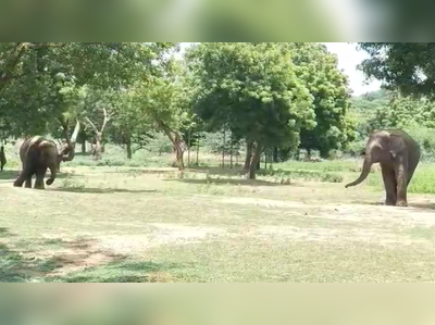 70 ஊழியர்களுக்கு கொரோனா; விலங்குகள் கதி?.. பூங்காவுக்கு பூட்டு!