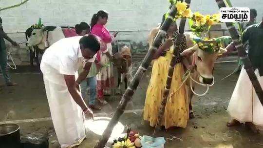 மாட்டுப் பொங்கல் வெகு மகிழ்வுடன் கொண்டாடிய விவசாயிகள்!