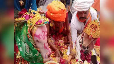 Gujarat: कोरोना महामारी के बीच सूरत में हुई बछड़े और बछिया की शादी, 10 हजार लोग हुए शामिल
