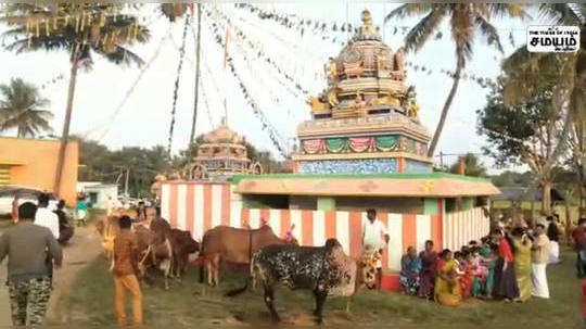 பாரம்பரிய முறைப்படி மாட்டு பொங்கலை கொண்டாடிய மலைவாழ் மக்கள்!