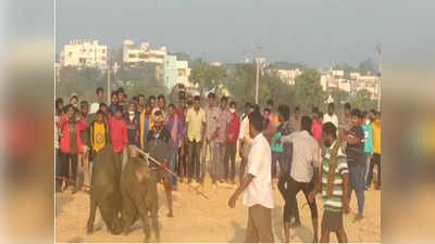 పందుల పోటీలు.. పండక్కి స్పెషల్ అట్రాక్షన్‌గా.. గోదావరి జిల్లాలో మామూలుగా లేదుగా..!