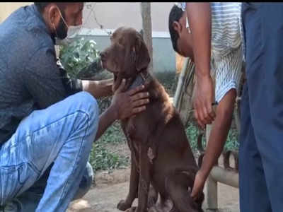 ಉತ್ತರ ಕನ್ನಡದಲ್ಲಿ ನಾಯಿಗಳಿಗೆ ಪಾರ್ವೊ ವೈರಸ್ ಕಾಟ..! ರೋಗ ನಿಯಂತ್ರಣವೇ ಸವಾಲು..!