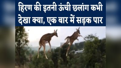 Deer Jump Video : एक छलांग में हिरण ने पार की 30 फीट चौड़ी सड़क, वीडियो देखकर लोग हैरान