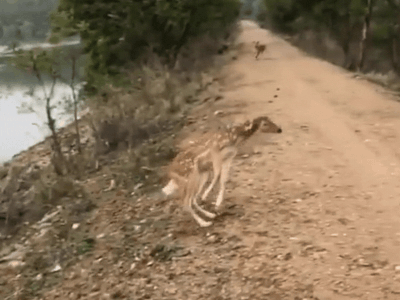 पर्यटकों को देख डरा हिरण, एक छलांग में पार की 30 फीट चौड़ी सड़क, देखकर हैरान रह गए लोग