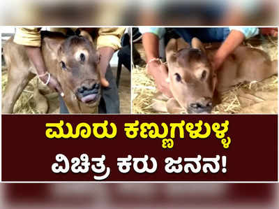 ಛತ್ತೀಸ್‌ಗಢದಲ್ಲಿ ಮೂರು ಕಣ್ಣುಗಳನ್ನು ಹೊಂದಿರುವ ವಿಚಿತ್ರ ಕರುವಿನ ಜನನ!