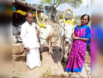 ಕೃಷಿ ಆಧುನಿಕತೆ ಭರಾಟೆಯಲ್ಲಿ ಮರೆಯಾಗುತ್ತಿವೆ ಎತ್ತುಗಳು: ಸಂಕ್ರಾಂತಿಗೂ ಕಾಡಿದ ಎತ್ತುಗಳ ಕೊರತೆ..!