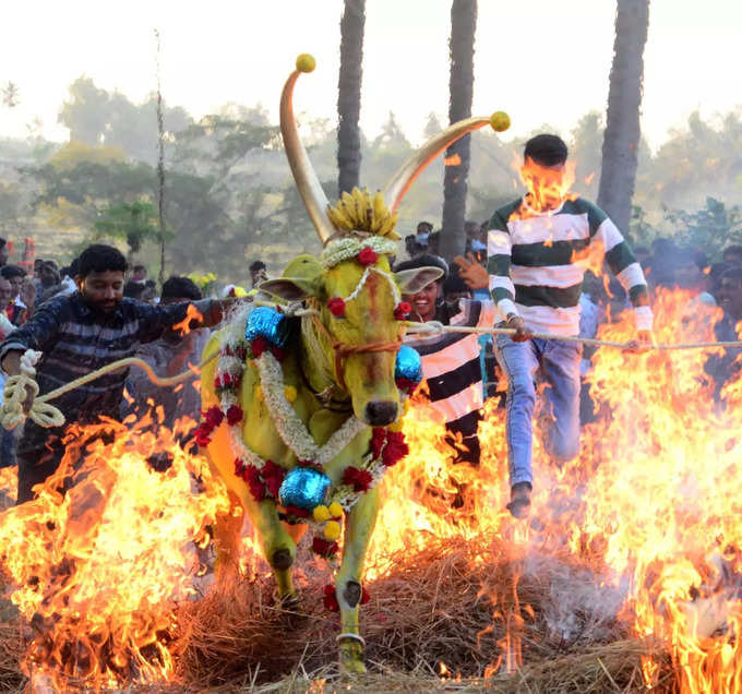 ​ಎತ್ತುಗಳ ಸಂತೆಯೇ ಮಾಯ